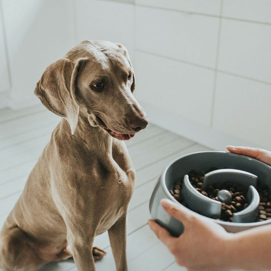 Hunter Heim | Garten > Haustier > Nahrung Futternapf für Hunde Hunter Melamine 550 ml