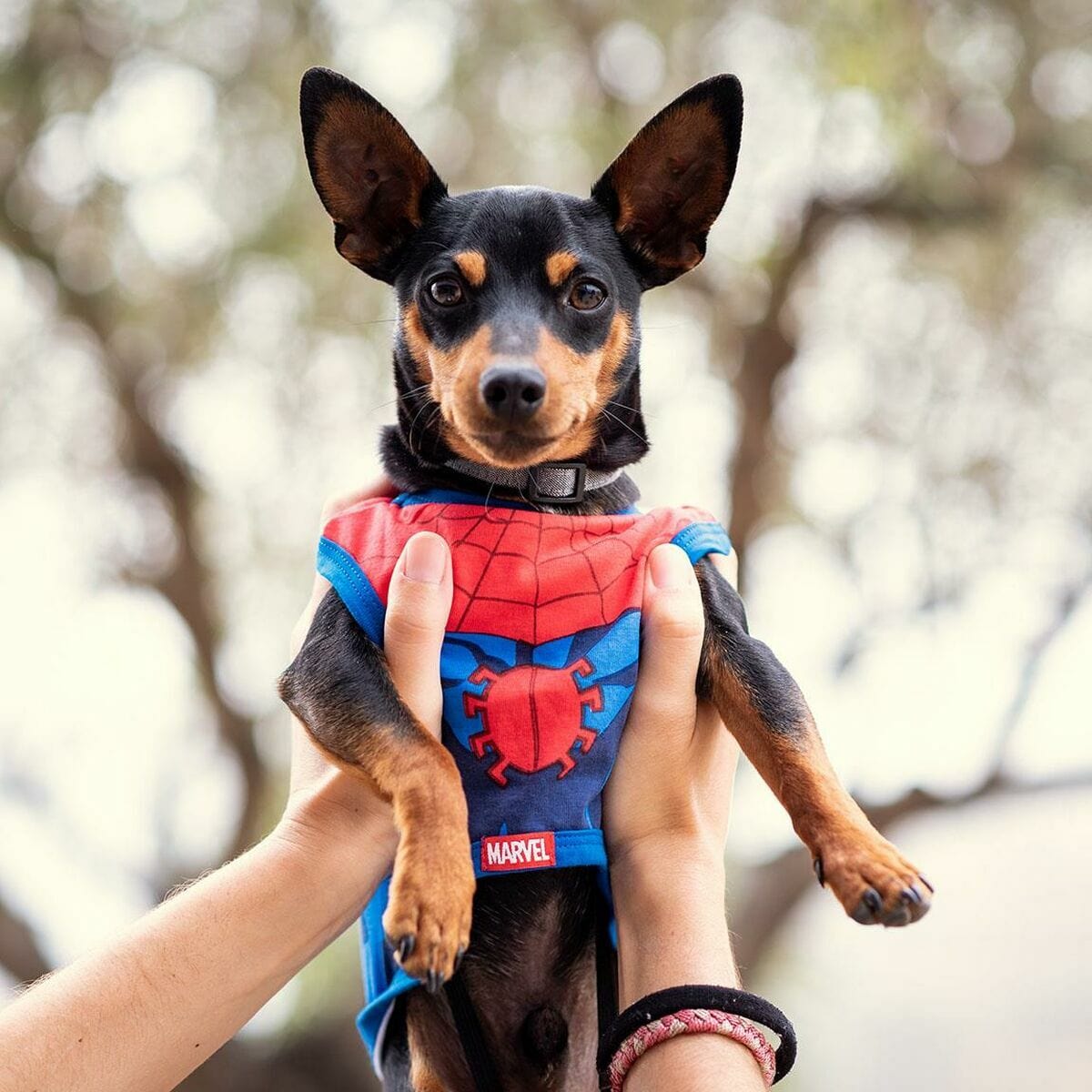Spiderman Heim | Garten > Haustier > Gesundheit und Hygiene T-Shirt für Hunde Spiderman