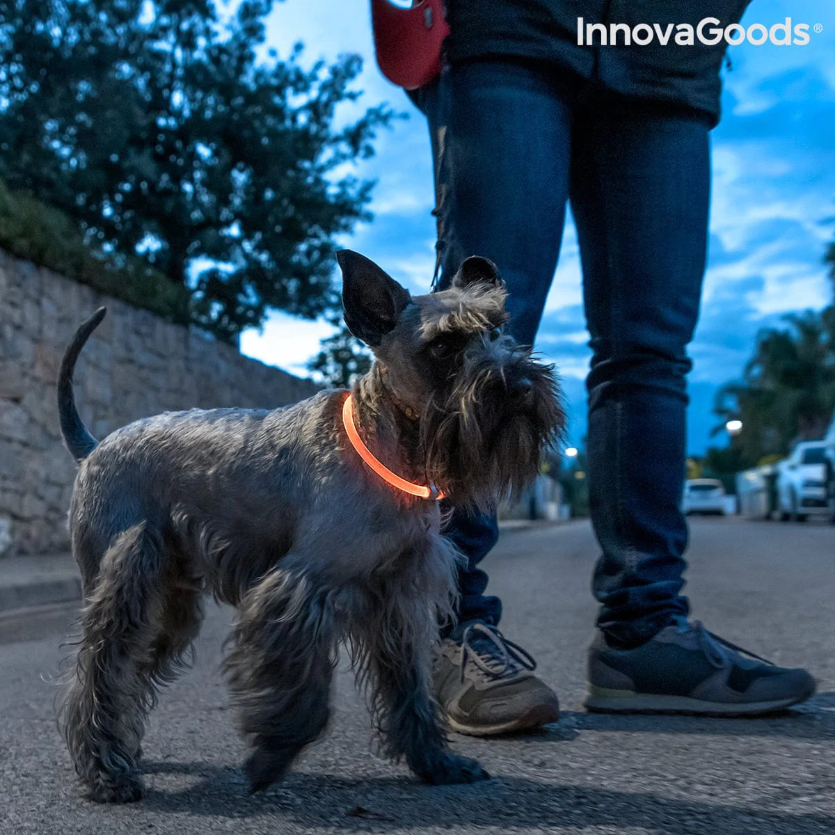 InnovaGoods Heim | Garten > Haustier > Reisen und Gassi Gehen LED-Halsband für Haustiere Petlux InnovaGoods